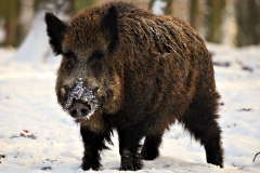 cinghiale